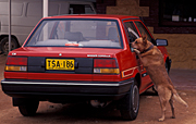 Australia, Animal, Animals, dog, dogs, domestic, domestic dog, number, numbers, number plate, number plates, license plate, license plates, licence plate, licence plates, rego, rego number, rego numbers, registration number, registration numbers, domestic dogs, pet, pets, car, cars, motor car, motor cars, automobile, automobiles, vehicle, vehicles, parked, parked car, parked cars, window, windows, collar, collars, number plate, number plates, licence plate, licence plates.