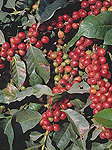 Agriculture, coffee, coffee bean, coffee beans, coffee plantation, coffee plantations, coffee growing, coffee berry, coffee berries, coffee plant, coffee plants, berry, berries, Kenya.