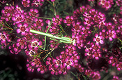 Flower, flowers, pink, Pink Flower, Pink Flowers, wax flower, wax flowers, geraldton, geraldton wax, geraldton wax flower, geraldton wax flowers, waxflower, waxflowers, geraldton waxflower, geraldton waxflowers, myrtaceae, insect, insects, Arthropod, Arthropods, insecta, mantid, mantids, praying mantid, Mantodea, praying mantids, praying mantis.