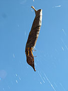Spider, spiders, arachnid, arachnid, leaf curling, Phonognatha graeffei, leaves, Australian spiders, blue skies