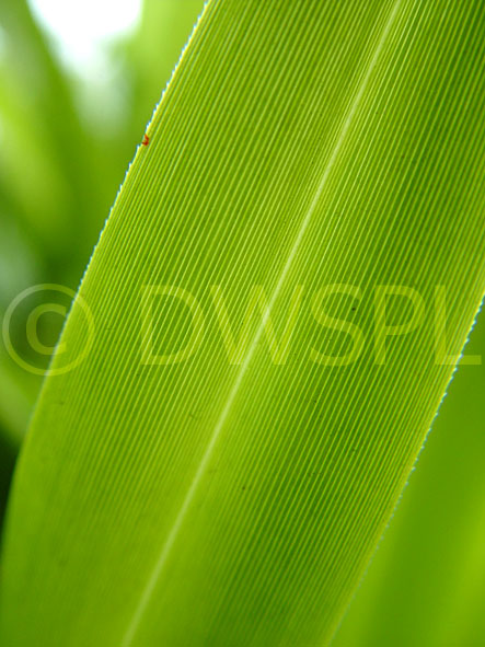 stock photo image: flower, flowers, iris, irises, leaf, leaves.,