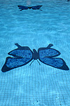 Australia, Qld, Queensland, Dunk island, island, islands, resort, resorts, swimming pool, swimming pools, pool, pools, swimming pool, swimming pools, logo, logos, water, holiday resort, holiday resorts, butterfly, butterflies, ulysses, ulysses butterfly, ulysses butterflies, papilio, ulysses, papilio ulysses.