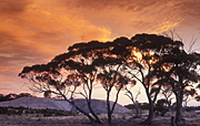 Australia, vic, victoria, mallee, lake, lakes, tyrrell, lake tyrrell, mallee district, salt, salt lake, salt lakes, mood, mood scene, mood scenes, sunset, sunsets, sunrises and sunsets, tree, trees, silhouette, silhouettes, cloud, clouds.