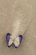 Australia, shell, shells, sea shell, sea shells, seashell, seashells, sand, beach, beaches, coast, coasts, coastal, coastline, coastlines, butterfly, butterflies.