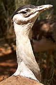 Animal, Animals, australian, australian bird, australian birds, Bird, birds, bustard, bustards, australian bustard, australian bustards, ardeotis, ardeotis australis, australia, cs34,