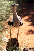 Animal, Animals, australian, australian bird, australian birds, Bird, birds, bustard, bustards, australian bustard, australian bustards, ardeotis, ardeotis australis, australia, cs34,