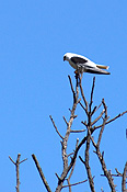 Animal, Animals, Bird, Birds, Kite, kites, black-shouldered, black-shouldered kite, black-shouldered kits, raptor, raptors, australia, bird of prey, birds of prey, CS34,
