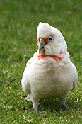 Animal, animals, Australia, Australian, Australian bird, Australian birds, Bird, Birds, corella, corellas, cs34,