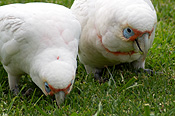 Animal, animals, Australia, Australian, Australian bird, Australian birds, Bird, Birds, corella, corellas, cs34,