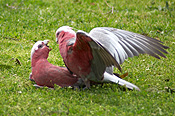 Australia, wa, bird, birds, australian bird, australian birds, parrot, parrots, galah, galahs, cactua, cactua roseicapilla, mate, mates, mating, CS34,
