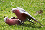 Australia, wa, bird, birds, australian bird, australian birds, parrot, parrots, galah, galahs, cactua, cactua roseicapilla, mate, mates, mating, CS34,