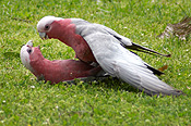 Australia, wa, bird, birds, australian bird, australian birds, parrot, parrots, galah, galahs, cactua, cactua roseicapilla, mate, mates, mating, CS34,
