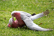 Australia, wa, bird, birds, australian bird, australian birds, parrot, parrots, galah, galahs, cactua, cactua roseicapilla, mate, mates, mating, CS34,