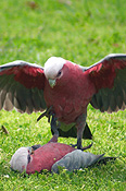 Australia, wa, bird, birds, australian bird, australian birds, parrot, parrots, galah, galahs, cactua, cactua roseicapilla, mate, mates, mating, CS34,