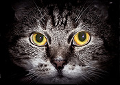 Animal, animals, cat, cats, domestic, pet, pets, felis, catus, felis catus, eye, eyes, CS34,