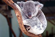 Australia, Western Australia, WA, Animal, Animals, Mammal, Mammals, Marsupial, Marsupials, Australian animal, Australian animals, koala, koala bear, koala bears, Koalas, Phascolartos, Phascolartos cinereus, gum, gum tree, gum trees, eucalyptus, eucalyptus tree, eucalyptus trees, tree, trees, asleep, sleep, sleeps, sleeping, cs34,