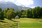 Europe, Switzerland, Swiss, Ballenberg, Ballenberg Museum, Swiss Open Air Museum, Switzerlands Farm Museum, Museum, Museums, garden, gardens, tree, trees, alp, alps, swiss alps, mountain, mountains.