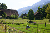 Europe, Switzerland, Swiss, Ballenberg, Ballenberg Museum, Swiss Open Air Museum, Switzerlands Farm Museum, Museum, Museums, garden, gardens.