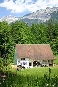 Europe, Switzerland, Swiss, Ballenberg, Ballenberg Museum, Swiss Open Air Museum, Switzerlands Farm Museum, Museum, Museums, roof, roofs, rooves, architecture, house, houses, housing, cow, cows, cattle.