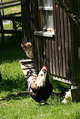Europe, Switzerland, Swiss, Ballenberg, Ballenberg Museum, Swiss Open Air Museum, Switzerlands Farm Museum, Museum, Museums, chicken, chickens, hen, hens, hen house, hen houses, chicken house, chicken houses.