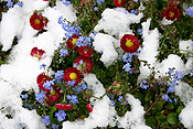 Europe, Switzerland, Swiss, Gstaad, snow, snow scene, snow scenes, winter, Flora, flower, flowers, daisy, daisies, forget-me-not, forget-me-nots.