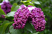 Europe, Switzerland, Swiss, Gstaad, snow, snow scene, snow scenes, winter, Flora, flower, flowers, tree, trees, lilac, lilacs, lilac tree, lilac trees, syringa.