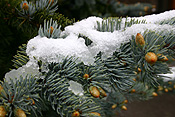 Europe, Switzerland, Swiss, Gstaad, snow, snow scene, snow scenes, winter, tree, trees, pinus, pine, pine tree, pine trees, conifer, conifers.
