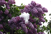 Europe, Switzerland, Swiss, Gstaad, snow, snow scene, snow scenes, winter, Flora, flower, flowers, tree, trees, lilac, lilacs, lilac tree, lilac trees, syringa.