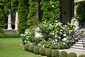 Europe, Switzerland, Swiss, Interlaken, garden, gardens, casino, casinos, interlaken casino, casino interlaken, lawn, lawns, rose, roses, rosa.