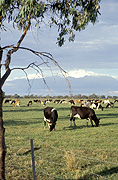 Farming, Farmland, farm, farms, Cow, Cows, dairy cow, dairy cows, dairy cattle, animal, animals, cattle, meat industry, meat trade, grazing, livestock, Agriculture, rural, rural scene, rural scenes, Murray river, SA, South Australia, Australia, cloud, clouds, dairy farm, dairy farms, dairy farming.