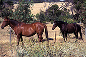 Animal, animals, horse, horses, brown, brown horse, brown horses.