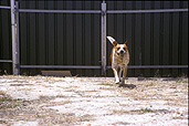 Animal, Animals, Australia, dog, dogs, domestic, domestic dog, domestic dogs, cattle dog, cattle dogs, cattle.