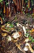 Nut, Nuts, Food, Chestnut, chestnuts, water chestnut, water chestnuts, Eleocaris dulcis, Agriculture.