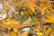 Australia, australian, australian bird, australian birds, bird, birds, white-eye, white-eyes, songbird, songbirds, zosteropidae, zosterops, lateralis, zosterops lateralis, silvereye, silvereyes, silver eye, silver eyes, autumn, autumn foliage.