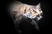 Animal, animals, cat, cats, domestic, pet, pets, felis, catus, felis catus, eye, eyes, CS34,
