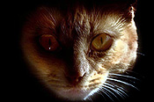 Animal, animals, cat, cats, domestic, pet, pets, felis, catus, felis catus, eye, eyes, CS34,