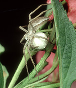 Spider, spiders, arachnid, arachnids, hunting, hunting spider, hunting spiders, trochosa, egg, eggs, pisaura, mirabilis, pisaura mirabilis.