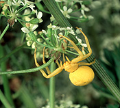 Arachnid, Arachnids, Arachnidae, Thomisidae, crab spider, crab spiders, flower spider, flower spiders, spider, spiders, MISUMENA VATIA.