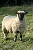 Animal, animals, sheep, lamb, lambs, ewe, ewes, suffolk cross, suffolk cross sheep.