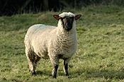 Animal, animals, sheep, lamb, lambs, ewe, ewes, suffolk cross, suffolk cross sheep.