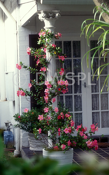 stock photo image: Flower, flowers, dipladenia, dipladenias, mandevilla, mandevillas, pink, pink flower, pink flowers, pot, pots, potted, garden pot, garden pots, outdoor pot, outdoor pots, pillar, pillars, column, columns.
