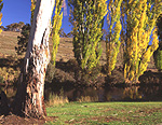 Australia, New South Wales, river, rivers, Thredbo River, Thredbo, tree, trees, snowy mountains, alps, australian alps.