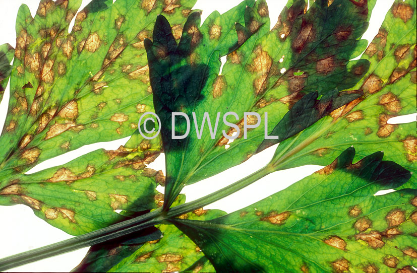 A ROYALTY FREE IMAGE OF LATE BLIGHT ON CELERY (SEPTORIA APIICOLA) FUNGAL DISEASE