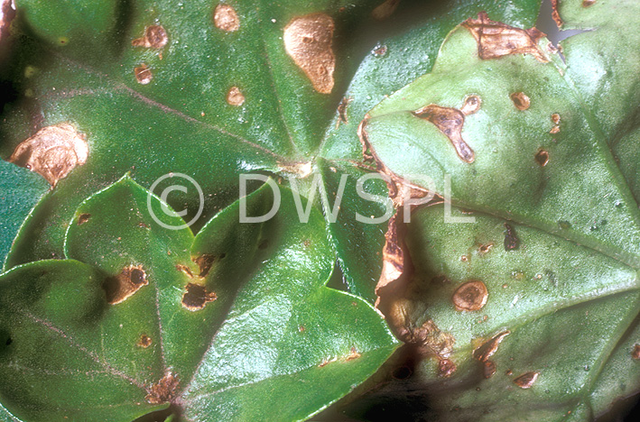 stock photo image: Disease, diseases, plant disease, plant diseases, bacterial, leafspot, bacterial leafspot, pelargonium, pelargoniums, geranium, geraniums.