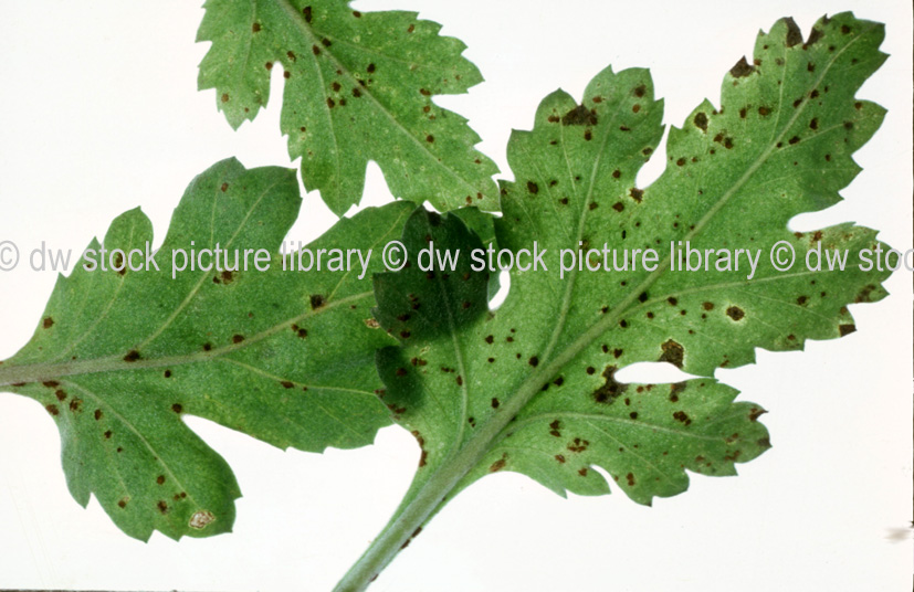 stock photo image: Disease, diseases, plant disease, plant diseases 