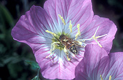 Flower, flowers, primrose, primroses, showy, showy primrose, showy primroses, oenothera, oenotheras, speciosa, oenothera speciosa, stamen, stamens, texas, insect, insects, bee, bees, pollen, pollinate, pollinates, pollinating, pollination, pink, pink flower, pink flowers.