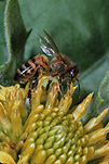 Insect, insects, honey, bee, bees, bumblebee, bumblebees, bumble bee, bumble bees, honeybee, honeybees, honey bee, honey bees, flower, flowers, yellow, yellow flower, yellow flowers, pollinate, pollination, pollinating, nectar, pollen.