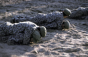 Military, china, chinese, armed forces, chinese soldiers, military, defence, defence forces, armed services.