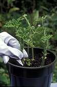 Gardener, gardeners, gardening, propagate, propagates, propagating, propagation, plant propagation, cutting, cuttings.