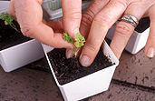 Gardener, gardeners, gardening, propagate, propagates, propagating, propagation, plant propagation, seedling, seedlings, hand, hands, jewellery, ring, rings, pot, pots, garden pot, garden pots, outdoor pot, outdoor pots.